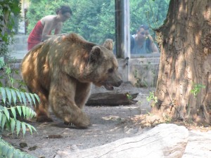 Медведь в зоопарке Будапешта, Венгрия